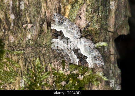 Tapis blanc commun, à bandes tapis denté (Epirrhoe alternata), sur l'arbre moussu, Allemagne Banque D'Images