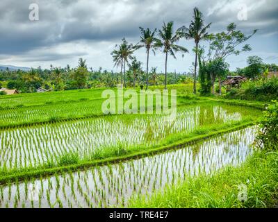 Champ de riz en Bali, Indonésie, Bali Banque D'Images