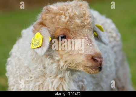 Moutons Racka Racka, Ovis ammon (f.) bélier, agneau blanc de Moutons Racka, Allemagne, Hesse Banque D'Images