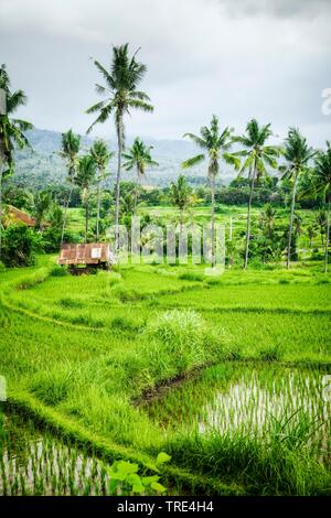 Champ de riz en Bali, Indonésie, Bali Banque D'Images