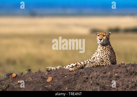 Le Guépard (Acinonyx jubatus), allongé sur termitière, Kenya, Masai Mara National Park Banque D'Images