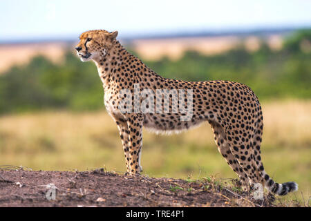 Le Guépard (Acinonyx jubatus), Comité permanent sur l'termitière, Kenya, Masai Mara National Park Banque D'Images