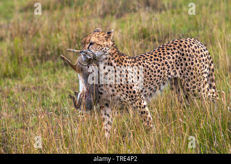 Le Guépard (Acinonyx jubatus), avec les proies dans les savanes, Kenya, Masai Mara National Park Banque D'Images