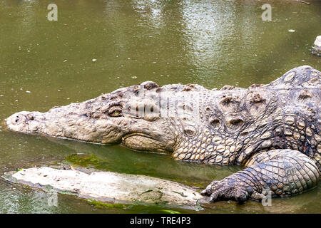 Le crocodile du Nil (Crocodylus niloticus), couché dans l'eau peu profonde, Kenya, Masai Mara National Park Banque D'Images