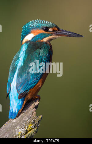 River Kingfisher (Alcedo atthis), assis sur une branche, Allemagne Banque D'Images