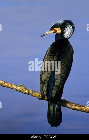 Grand Cormoran (Phalacrocorax carbo), assis sur une branche, Allemagne Banque D'Images