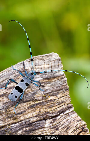 Rosalia longicorn (Rosalia alpina), homme, Allemagne Banque D'Images