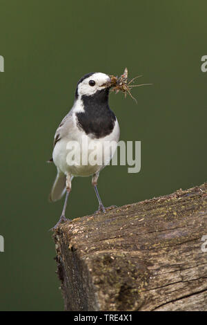 Bergeronnette grise bergeronnette printanière, Motacilla alba), (avec des insectes capturés, Allemagne Banque D'Images