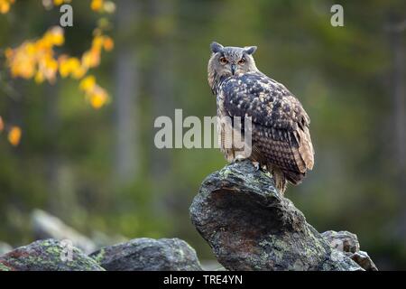 Le nord du grand-duc (Bubo bubo), perché sur un rocher, République Tchèque Banque D'Images