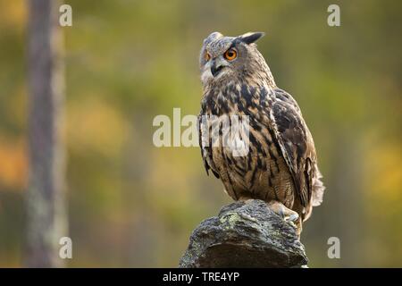 Le nord du grand-duc (Bubo bubo), perché sur un look out, République Tchèque Banque D'Images