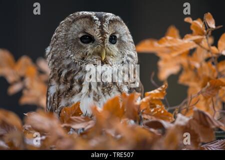 Chouette hulotte eurasien (Strix Aluco enr), assis sur une branche en automne, République Tchèque Banque D'Images