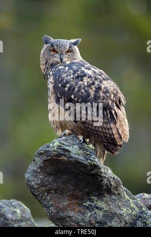 Le nord du grand-duc (Bubo bubo), perché sur un rocher, République Tchèque Banque D'Images