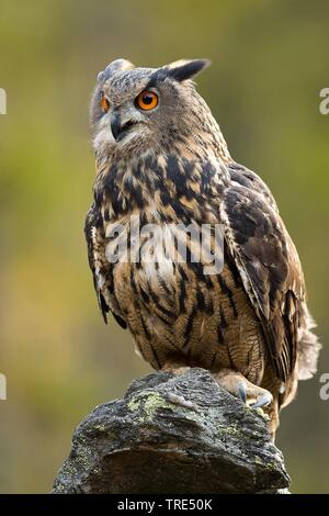 Le nord du grand-duc (Bubo bubo), perché sur un look out, République Tchèque Banque D'Images