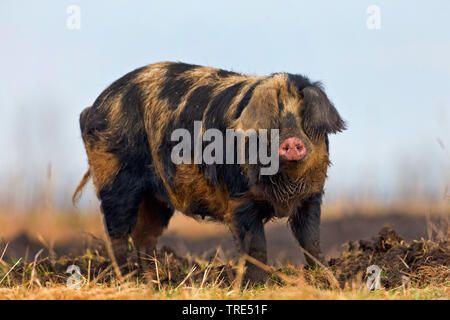 Mangalitsa, Mangalica, Mangalitza, cochon laineux (Sus scrofa domestica), f. Unagrian race, Hongrie Banque D'Images