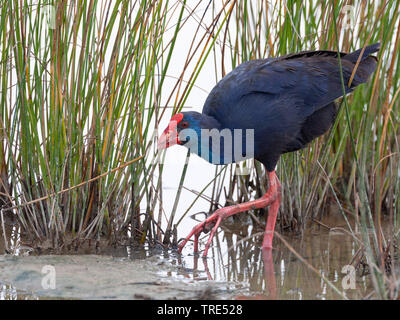 Talève sultane (Porphyrio porphyrio), sur la rive, Espagne, Îles Baléares, Majorque Banque D'Images