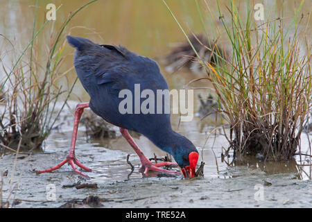 Talève sultane (Porphyrio porphyrio), sur l'alimentation sur la rive, Espagne, Îles Baléares, Majorque Banque D'Images