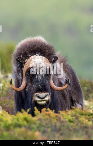 Le boeuf musqué (Ovibos moschatus), dans la toundra, la Norvège Banque D'Images