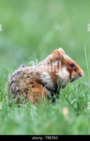 Hamster commun, black-bellied grand hamster (Cricetus cricetus), sur un pré, Autriche Banque D'Images