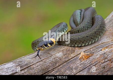 Couleuvre à collier (Natrix natrix), dardant sa langue dans et dehors sur un tronc d'arbre mort, l'Allemagne, la Bavière Banque D'Images