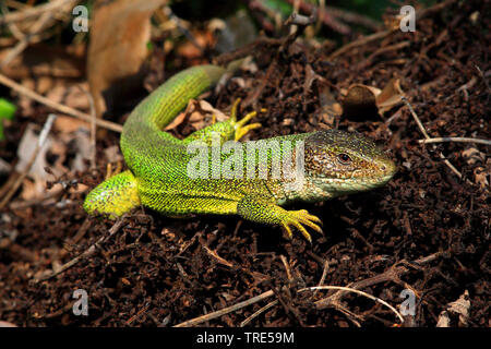 Lézard vert de l'Est européen, lézard vert, lézard émeraude (Lacerta viridis, Lacerta viridis viridis), Femme, Autriche Banque D'Images