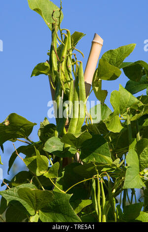 Pole haricot (Phaseolus vulgaris var. vulgaris), bean sur une usine, Allemagne Banque D'Images