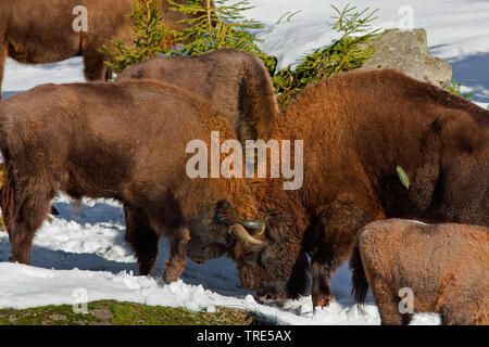 Bison d'Europe, Bison (Bison bonasus), tussling dans la neige, l'Europe Banque D'Images