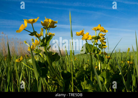 Le populage des marais (Caltha palustris), la floraison, Pays-Bas Banque D'Images