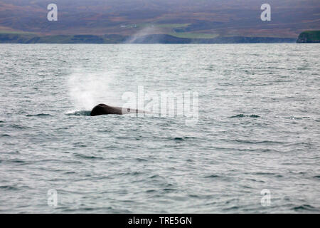 Cachalot, grand cachalot, spermacet, baleine cachalot (Physeter macrocephalus, Physeter catodon), à la surface, de l'Islande Banque D'Images