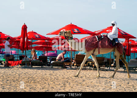 Camel sur la plage de Marina Dubaï, Émirats Arabes Unis, Dubai Banque D'Images