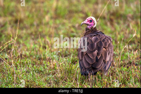 Hooded vulture (Necrosyrtes monachus), se trouve sur le terrain, Kenya, Masai Mara National Park Banque D'Images