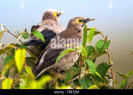 Réorganisation de Starling (Creatophora cinerea), les femelles, Kenya, Masai Mara National Park Banque D'Images