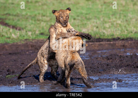 Lion (Panthera leo), deux lionceaux bagarre dans un bourbier, Kenya, Masai Mara National Park Banque D'Images