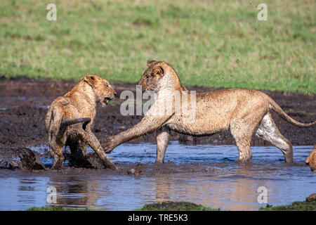 Lion (Panthera leo), deux lionceaux bagarre dans un bourbier, Kenya, Masai Mara National Park Banque D'Images