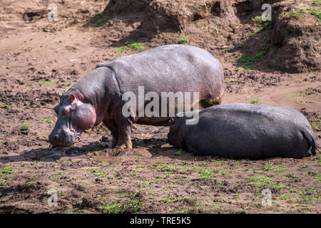 Hippopotame, hippopotame, hippopotame commun (Hippopotamus amphibius), deux hippopotames sur la rive, Kenya, Kenya, Masai Mara National Park Banque D'Images