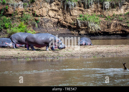 Hippopotame, hippopotame, hippopotame commun (Hippopotamus amphibius), Groupe sur la rive, Kenya, Masai Mara National Park Banque D'Images