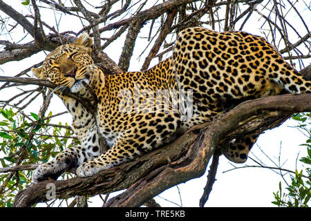 Leopard (Panthera pardus), dormir dans un arbre, Kenya, Masai Mara National Park Banque D'Images