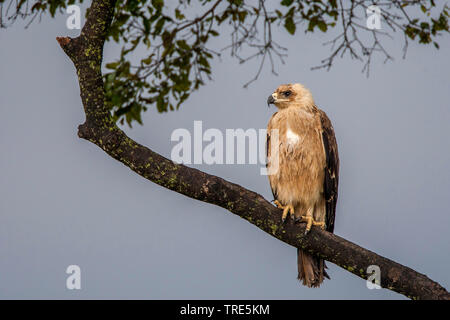 Aigle (Aquila rapax), perché sur une branche, Kenya, Masai Mara National Park Banque D'Images