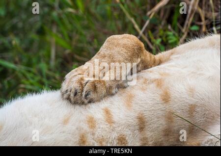 Lion (Panthera leo), patte du lion, Kenya, Masai Mara National Park Banque D'Images