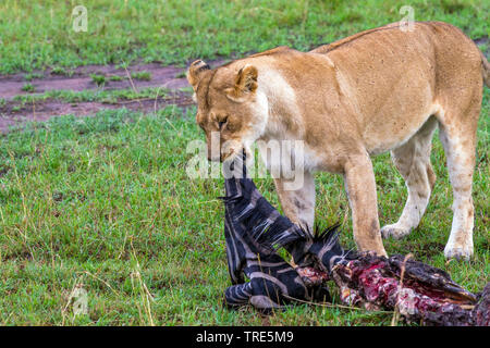 Lion (Panthera leo), lionne avec zebra cadavre, side view, Kenya, Masai Mara National Park Banque D'Images