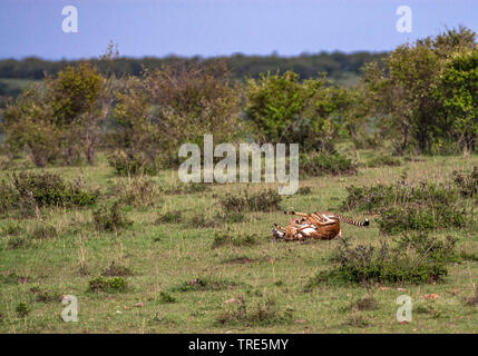 Le Guépard (Acinonyx jubatus), a tué une antilope, side view, Kenya, Masai Mara National Park Banque D'Images