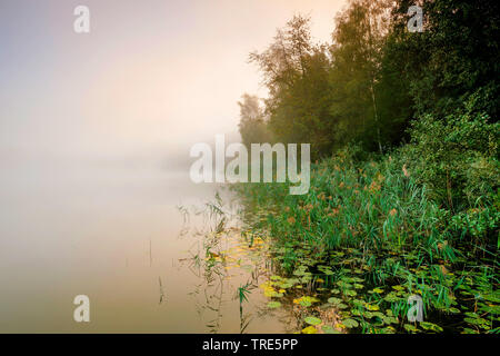 Dans Burgaeschisee lac Morning Mist, Suisse, Soleure Banque D'Images