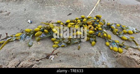 Fucus vésiculeux, Bladderrack Noir, tang, Fucus, fucus de la vessie, de la mer Noire, de chêne tany, couper les mauvaises herbes, les teinturiers, fucus, fucus rouge Rock rack (Fucus vesiculosus, Halidrys vesiculosus), échoués sur la plage de la mer du Nord, Pays-Bas Banque D'Images