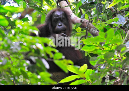 Orang-outan (Pongo pygmaeus pygmaeus), est assis sur un arbre, l'Indonésie, Bornéo Banque D'Images