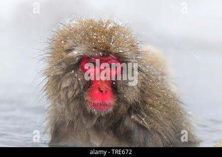 Macaque japonais, snow monkey (Macaca fuscata), baignade dans une source d'eau chaude en hiver, portrait, du Japon, de Hokkaido Banque D'Images