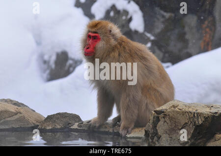 Macaque japonais, snow monkey (Macaca fuscata), assis au bord de l'eau d'une source chaude, vue de côté, le Japon, l'Hokkaido Banque D'Images