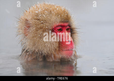 Macaque japonais, snow monkey (Macaca fuscata), baignade dans une source d'eau chaude en hiver, portrait, du Japon, de Hokkaido Banque D'Images