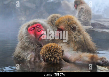 Macaque japonais, snow monkey (Macaca fuscata), groupe se baigner dans les sources chaudes, du Japon, de Hokkaido Banque D'Images