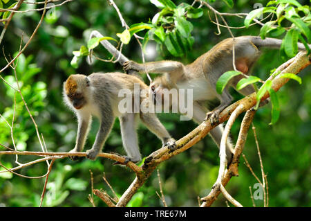 Manger du crabe, Macaque Macaque de Java, Longtailed (Macaca fascicularis Macaque, Macaca irus), mâle et femelle, l'Indonésie, Bornéo Banque D'Images