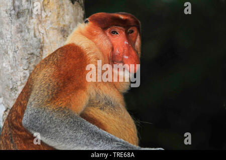 Proboscis Monkey (Nasalis larvatus), homme assis à un arbre, portrait, l'Indonésie, Bornéo Banque D'Images