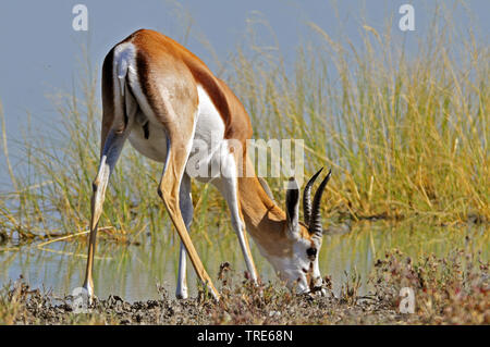 Springbuck, springbok (Antidorcas marsupialis), boire, Namibie Banque D'Images